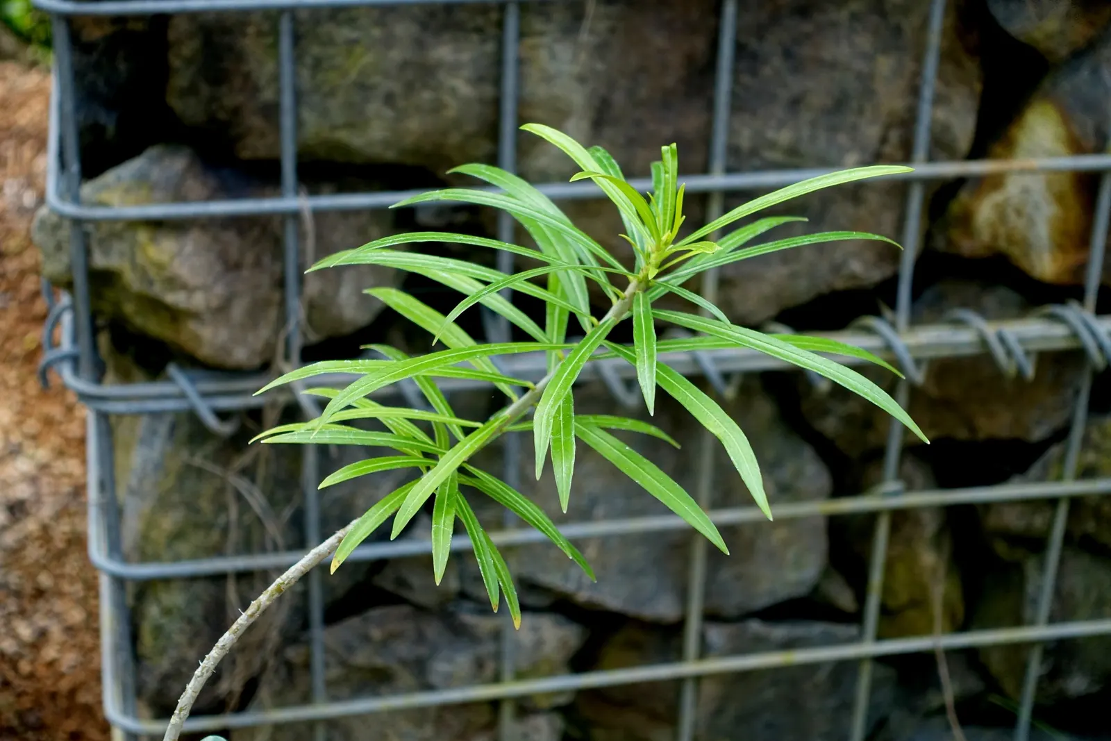 Giant Thevetia (Thevetia Thevetioides) — evergreen shrub or small tree that typically grows between 15 and 20 feet tall