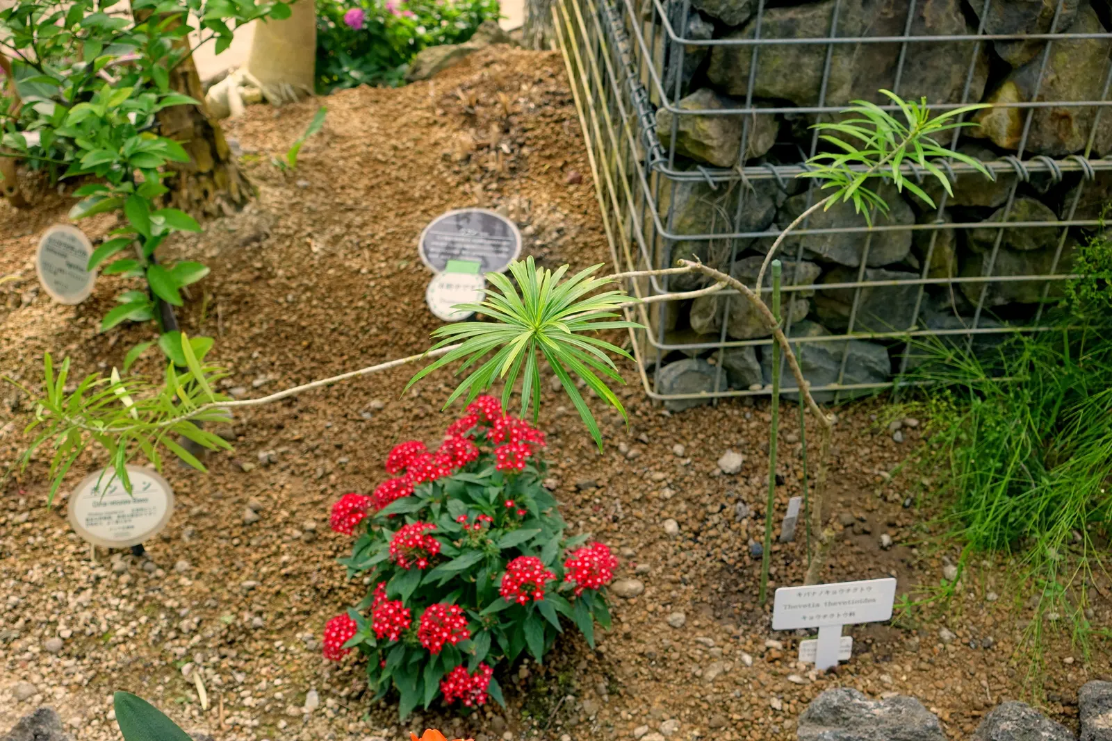 Giant Thevetia (Thevetia Thevetioides) — The leaves measure about 4 to 6 inches in length