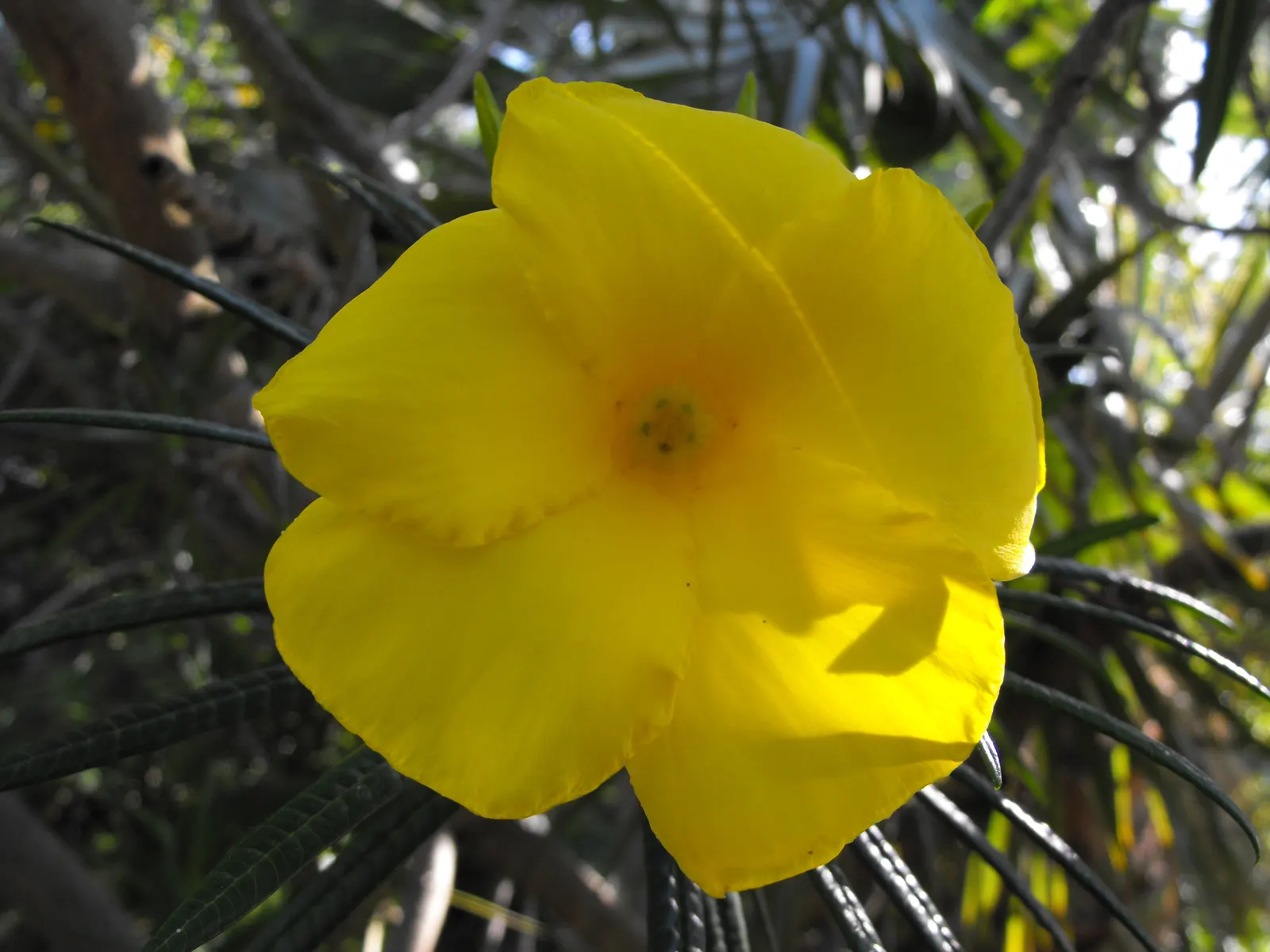 Giant Thevetia (Thevetia Thevetioides) — commonly referred to as the Giant Thevetia