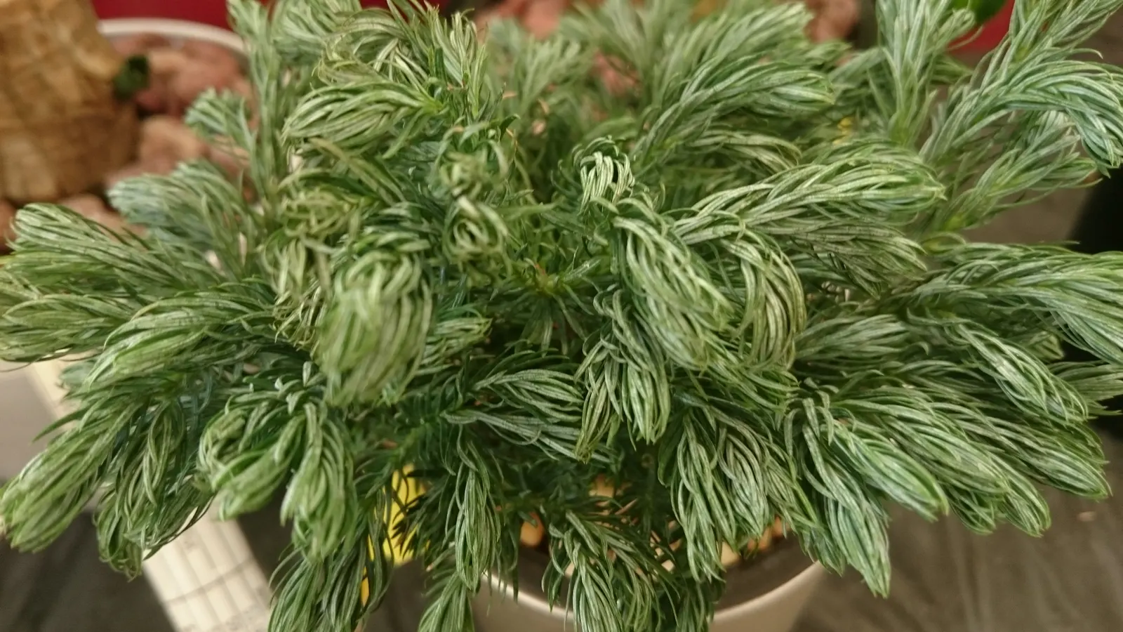 Boulevard Cypress (Chamaecyparis P. 'Boulevard') — The Boulevard Cypress (Chamaecyparis pisifera 'Boulevard') is a compact