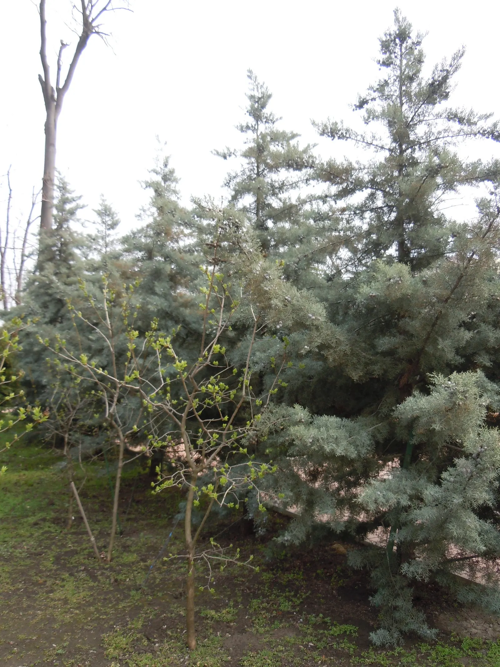 Boulevard Cypress (Chamaecyparis P. 'Boulevard') — It prefers moist, well-drained soil and full to partial sun exposure
