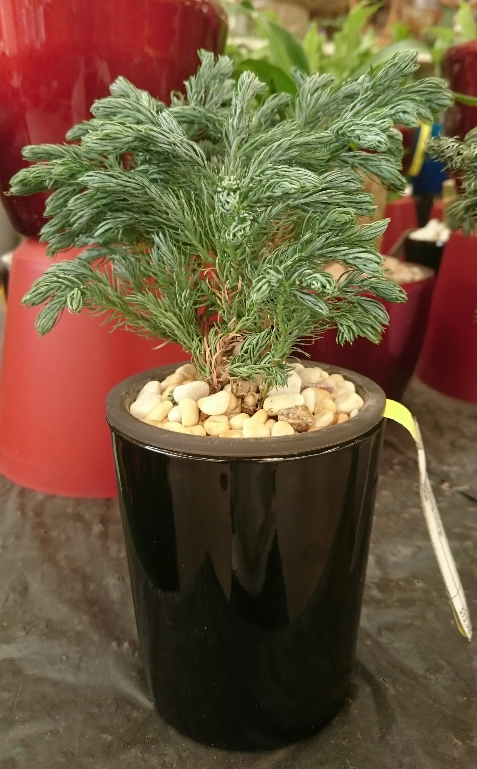 Boulevard Cypress (Chamaecyparis P. 'Boulevard') — botanically known as Chamaecyparis pisifera 'Boulevard'