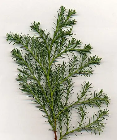 Boulevard Cypress (Chamaecyparis P. 'Boulevard') — Mature specimens reach up to 12 feet tall and 4 feet wide