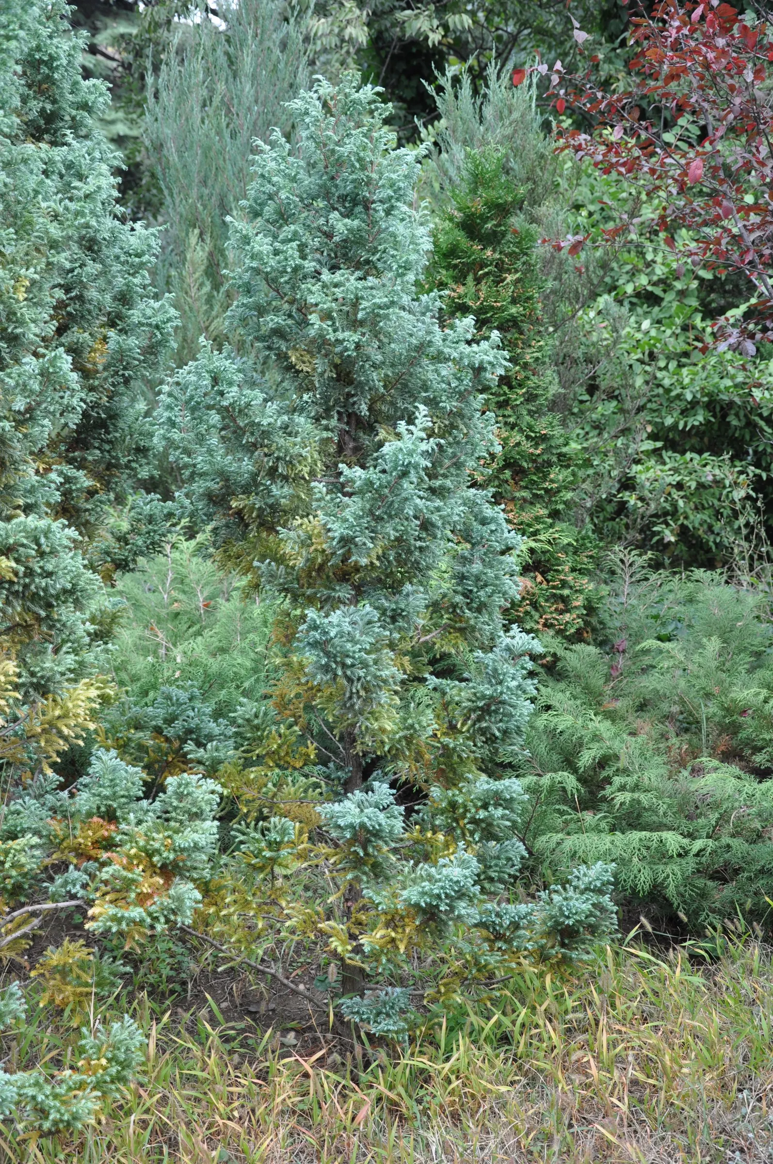 Boulevard Cypress (Chamaecyparis P. 'Boulevard') — Its slow growth and resistance to pests make it an ideal focal point or hedge in temperate landscapes