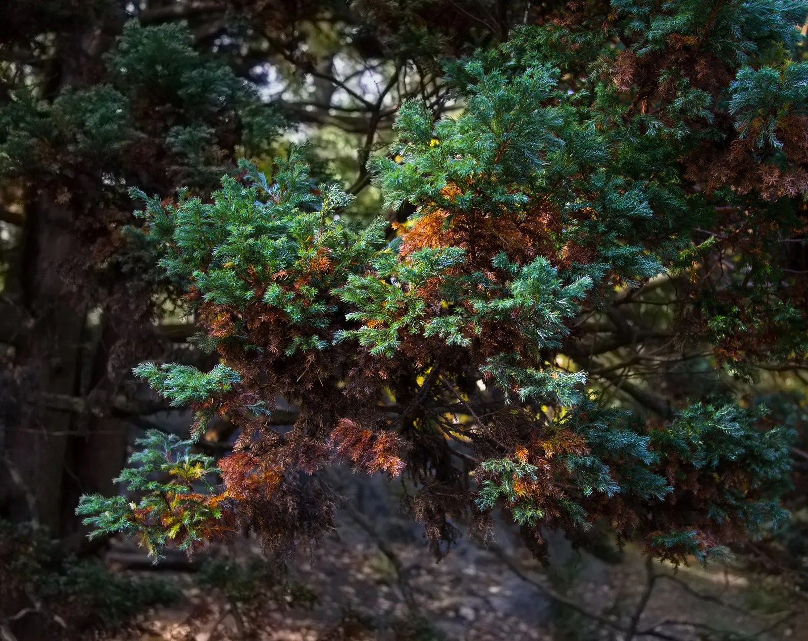 Boulevard Cypress (Chamaecyparis P. 'Boulevard') — is a highly esteemed conifer renowned for its rich