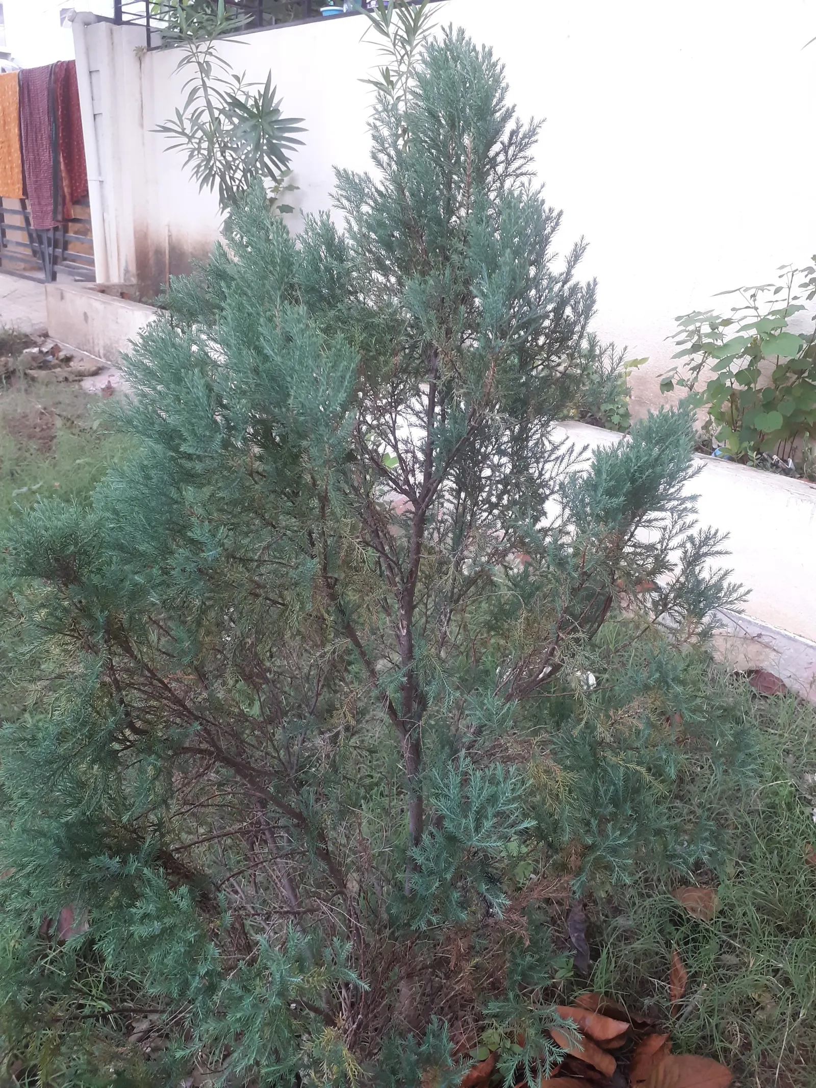 Boulevard Cypress (Chamaecyparis P. 'Boulevard') — This slow-growing evergreen cultivar provides a dense