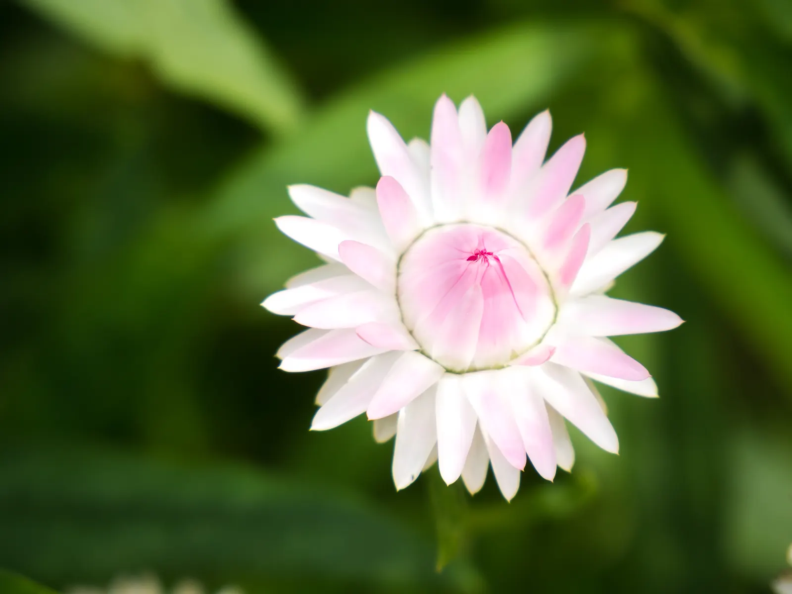 Annual Strawflower, Everlasting (Helichrysum Bracteatum) — Ideal for full sun, it thrives in well-drained soil, reaching heights of 2-3 feet, image 80