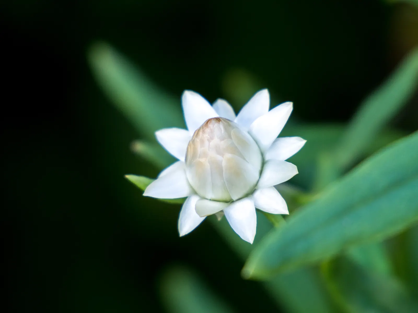 Annual Strawflower, Everlasting (Helichrysum Bracteatum) — commonly known as the Strawflower or Everlasting; make it superb for cut-flower, image 53