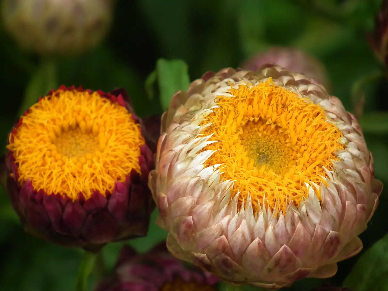 Annual Strawflower, Everlasting (Helichrysum Bracteatum) — annual for full or half; ensuring a durable and flexible gardening investment, image 78
