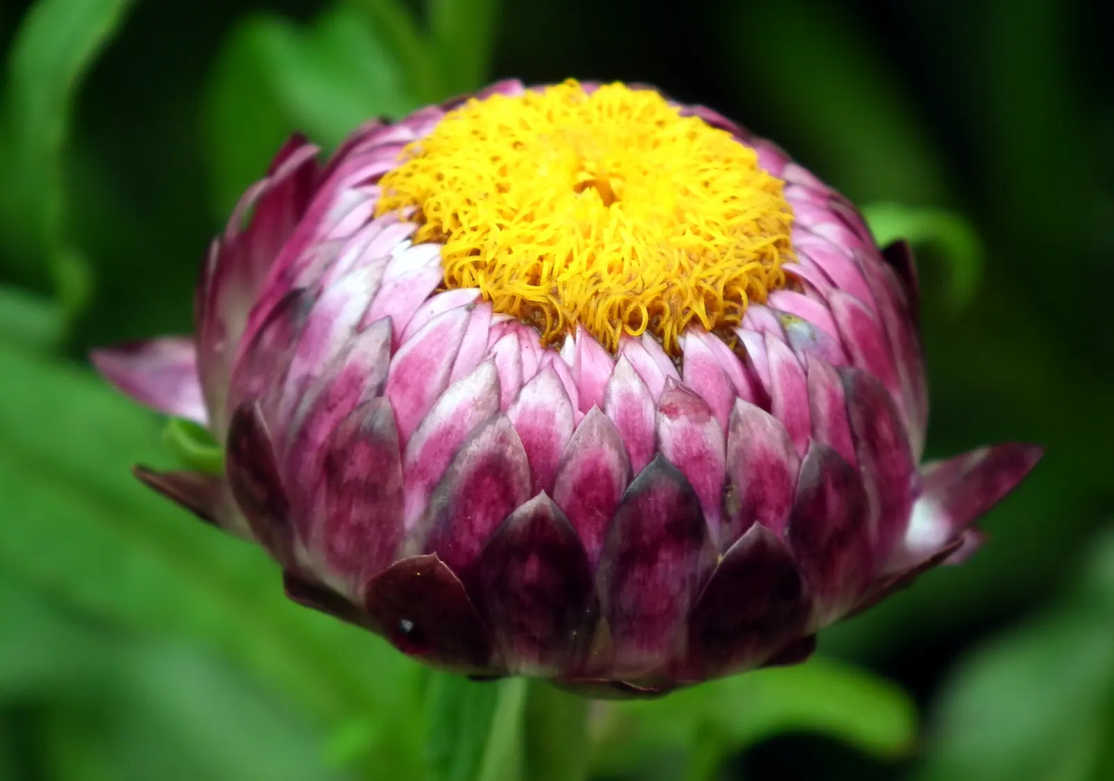 Annual Strawflower, Everlasting (Helichrysum Bracteatum) — providing a mid-level layer of visual interest within a bed or border; multi-colored and, image 67