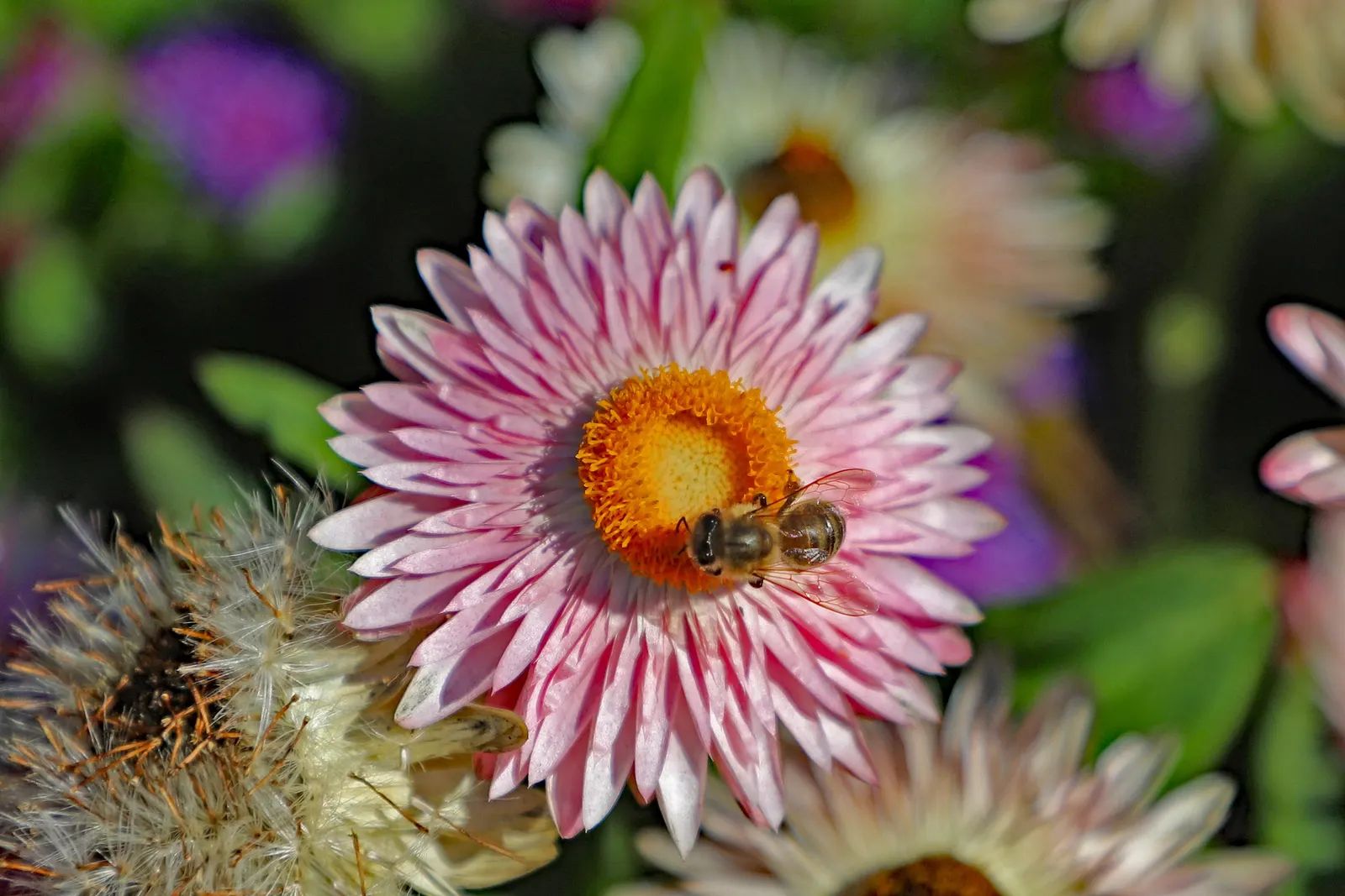 Annual Strawflower, Everlasting (Helichrysum Bracteatum) — Given their hardiness and low maintenance requirements