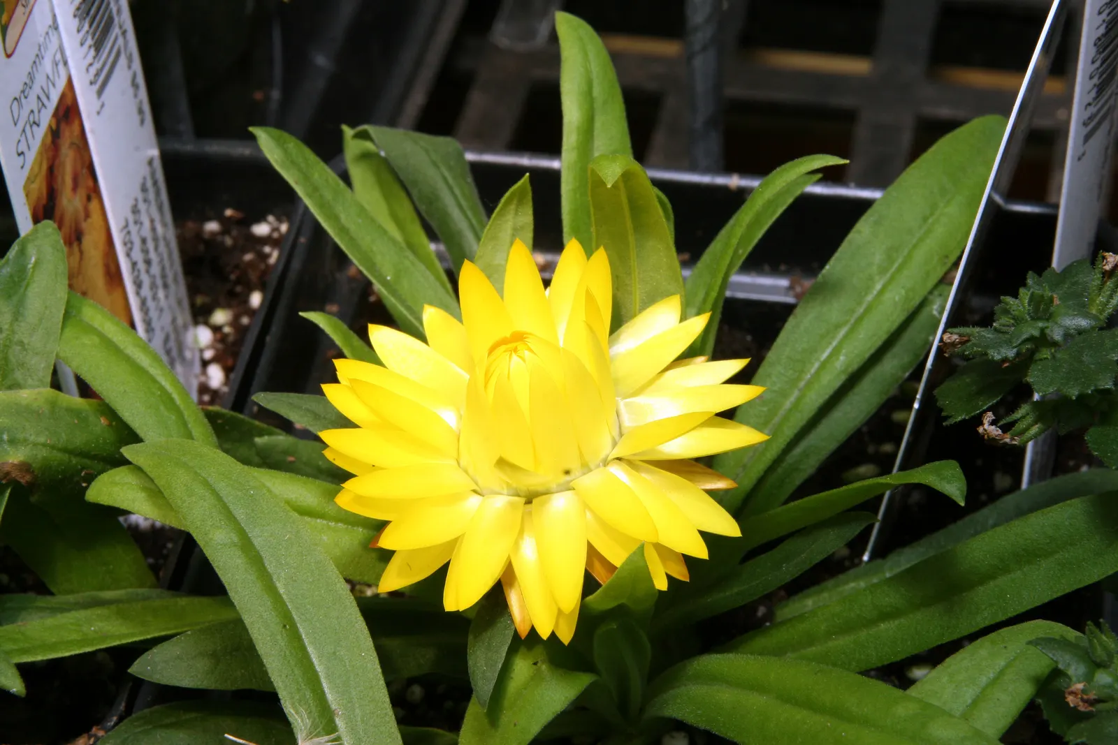 Annual Strawflower, Everlasting (Helichrysum Bracteatum) — daisy-like blooms that come in an array of hues such as yellow; this annual is celebrated for its