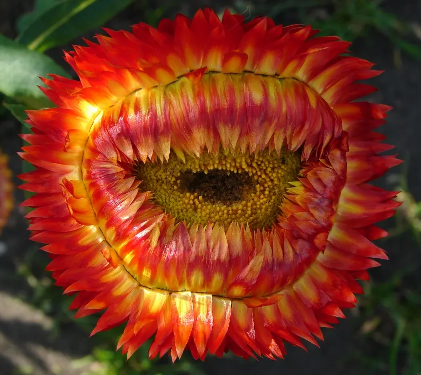 Annual Strawflower, Everlasting (Helichrysum Bracteatum) — Given their hardiness and low maintenance requirements; annual for full or half, image 71