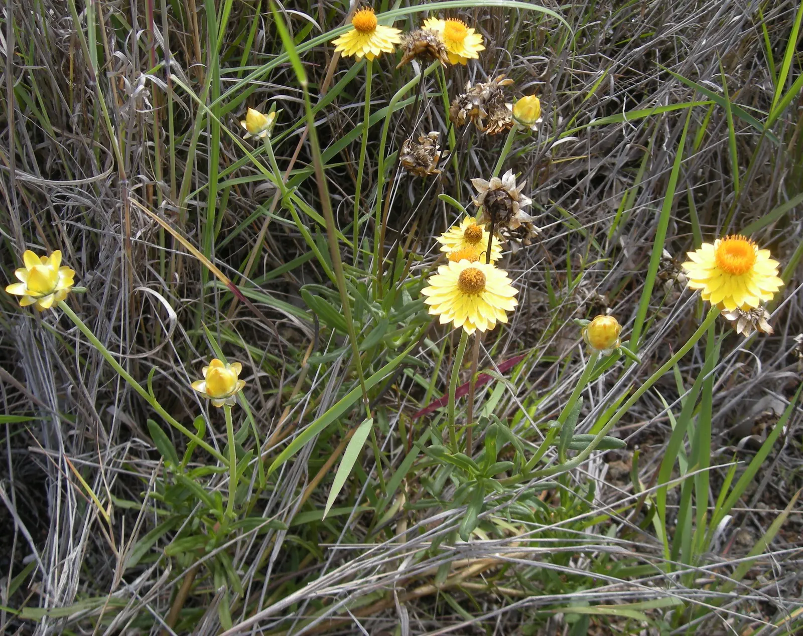 Annual Strawflower, Everlasting (Helichrysum Bracteatum) — commonly known as the Strawflower or Everlasting
