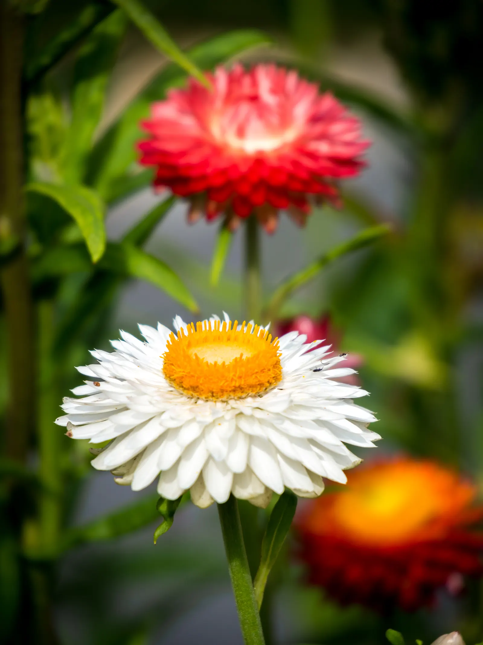 Annual Strawflower, Everlasting (Helichrysum Bracteatum) — annual with multi-colored and yellow blooms; their flowering season extends from early summer into