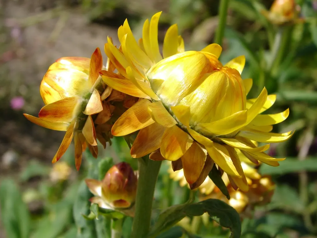 Annual Strawflower, Everlasting (Helichrysum Bracteatum) — ensuring a durable and flexible gardening investment