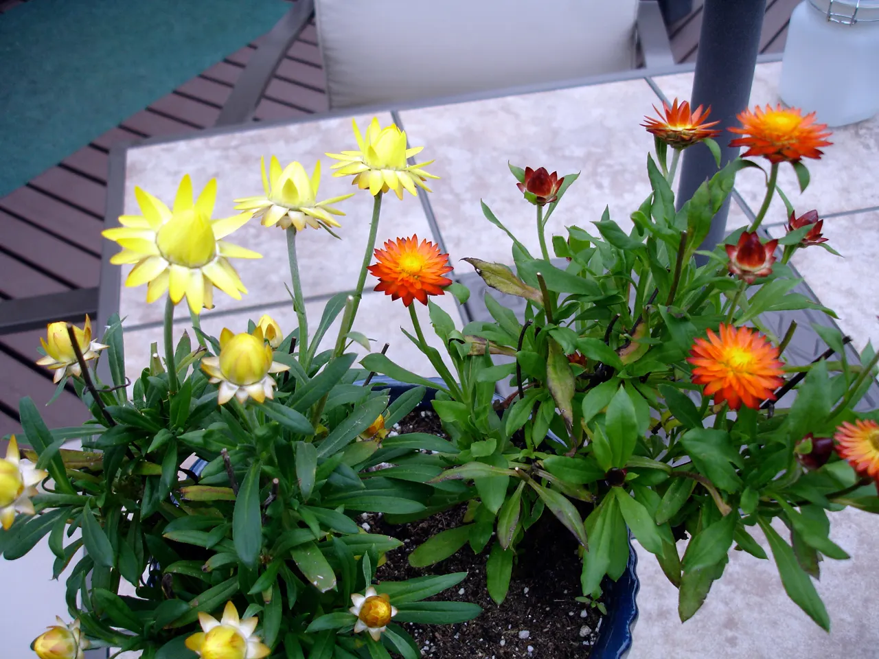 Annual Strawflower, Everlasting (Helichrysum Bracteatum) — Deadheading encourages continuous blooming, enhancing beds, borders, and containers from, image 83