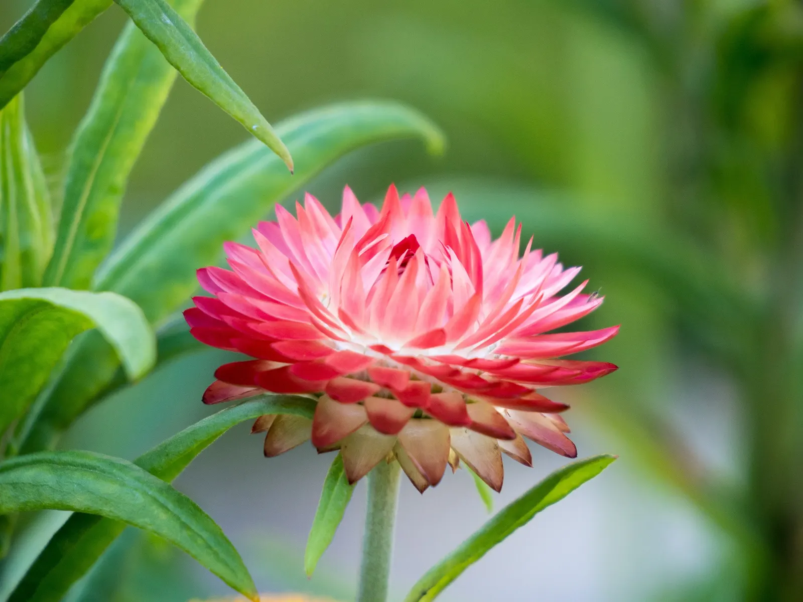 Annual Strawflower, Everlasting (Helichrysum Bracteatum) — This annual is celebrated for its plethora of papery