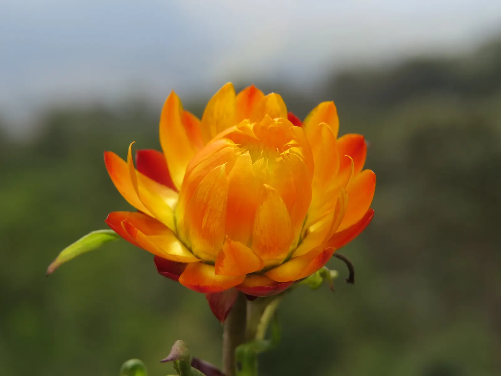 Annual Strawflower, Everlasting (Helichrysum Bracteatum) — ensuring a durable and flexible gardening investment; ideal for full sun, it thrives in well-drained