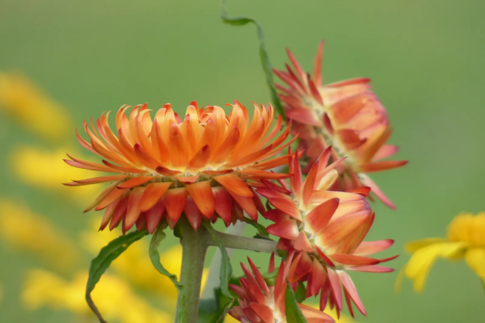 Annual Strawflower, Everlasting (Helichrysum Bracteatum) — This annual is celebrated for its plethora of papery; commonly known as the Strawflower or