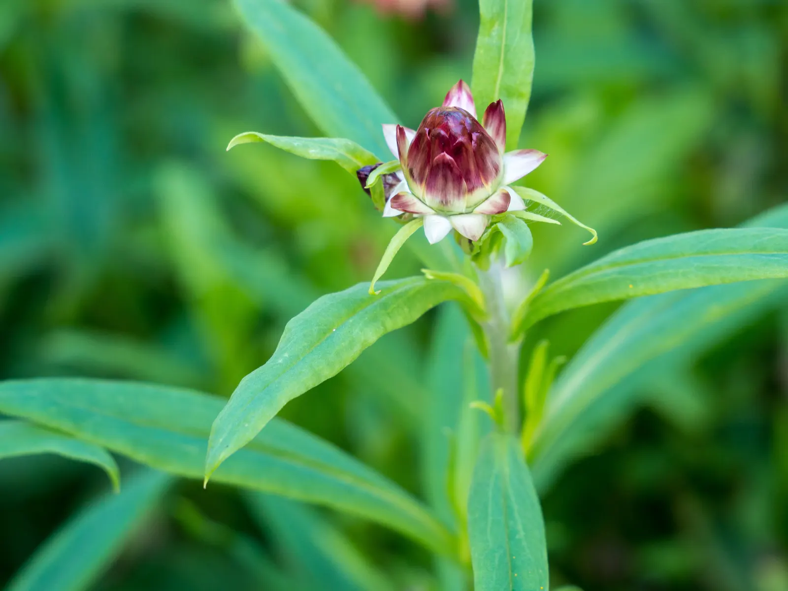 Annual Strawflower, Everlasting (Helichrysum Bracteatum) — The straw-like petals retain their color and shape when dried