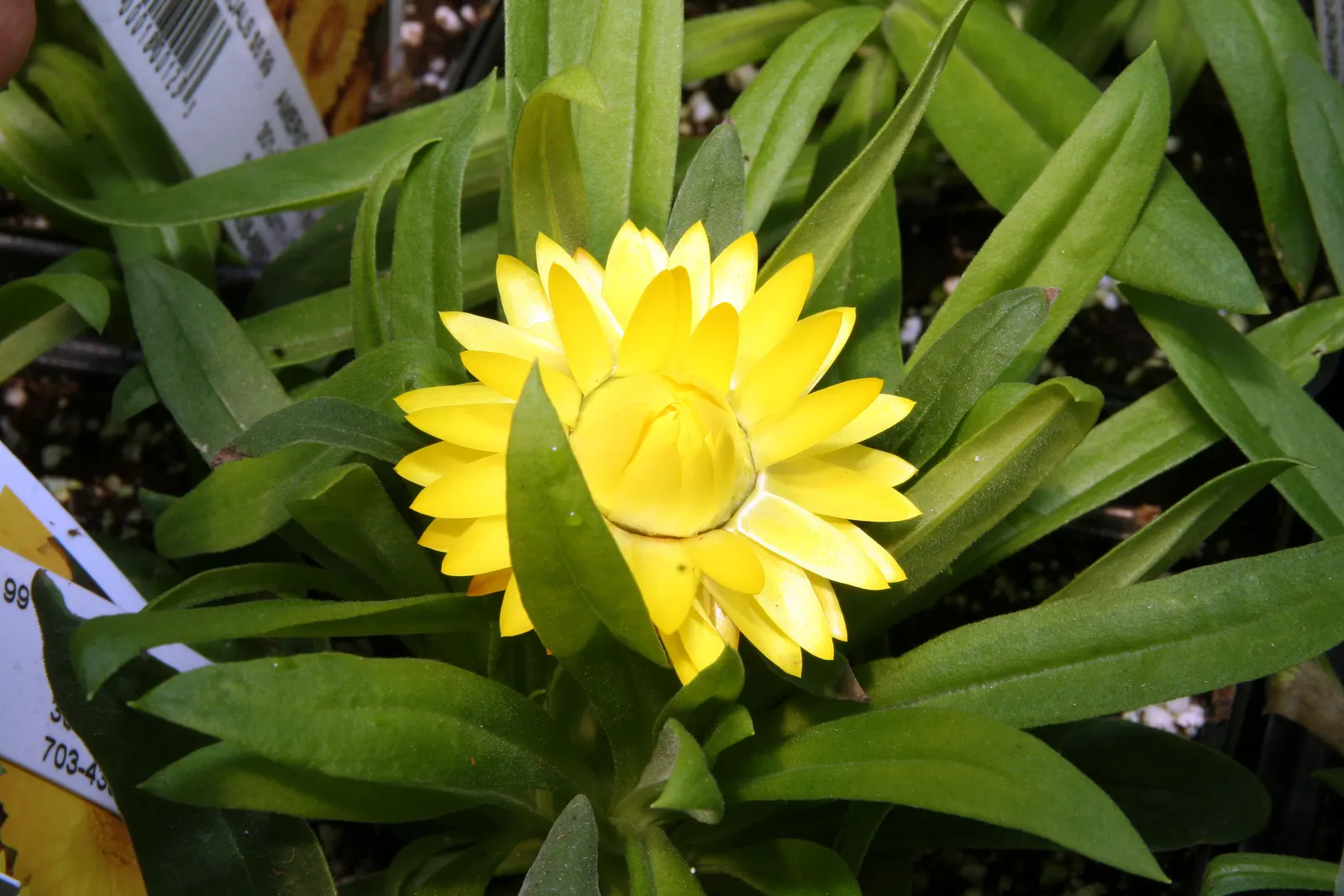 Annual Strawflower, Everlasting (Helichrysum Bracteatum) — Strawflowers prefer well-draining soil and can tolerate drought; its drought tolerance and