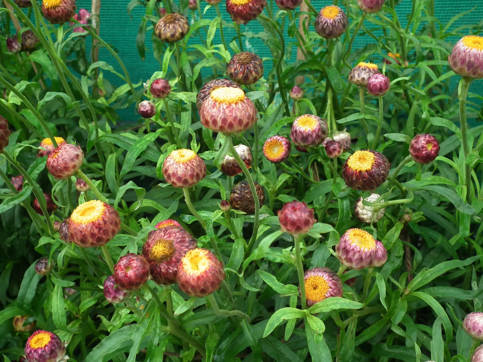 Annual Strawflower, Everlasting (Helichrysum Bracteatum) — Their flowering season extends from early summer into fall; deadheading encourages, image 94