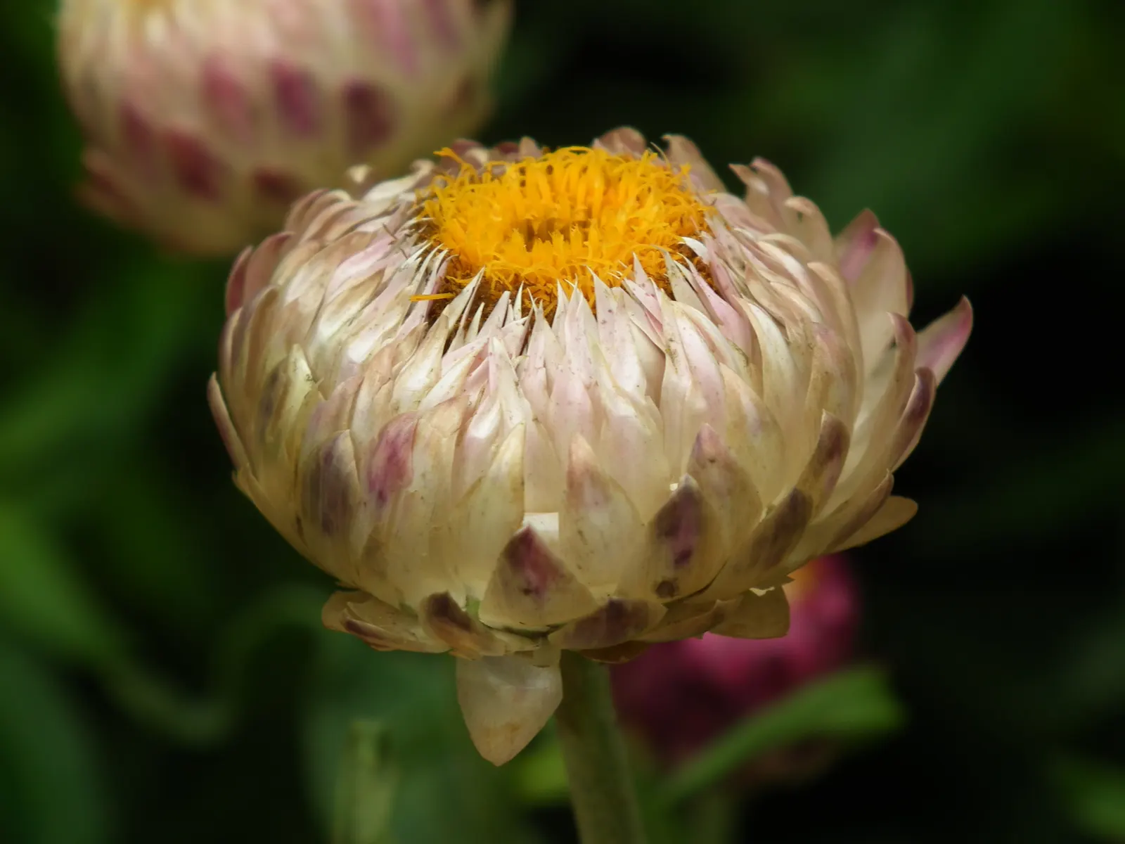 Annual Strawflower, Everlasting (Helichrysum Bracteatum) — commonly known as the Annual Strawflower or Everlasting; making them a resilient choice, image 58