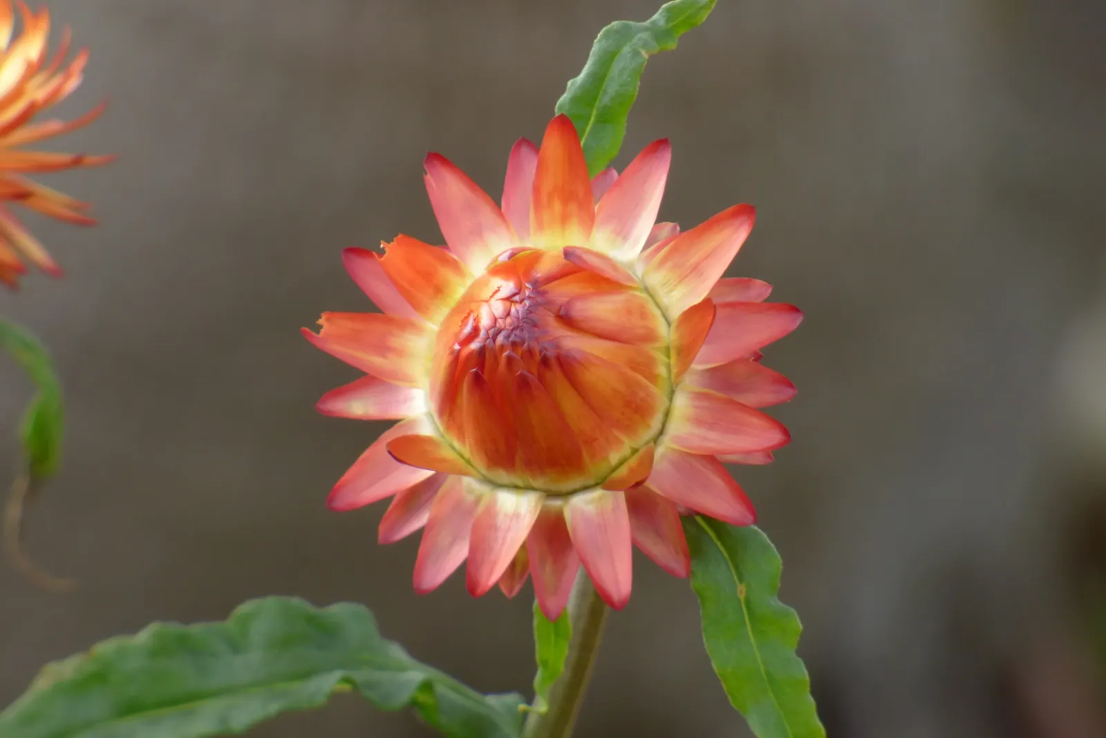 Annual Strawflower, Everlasting (Helichrysum Bracteatum) — Their flowering season extends from early summer into fall