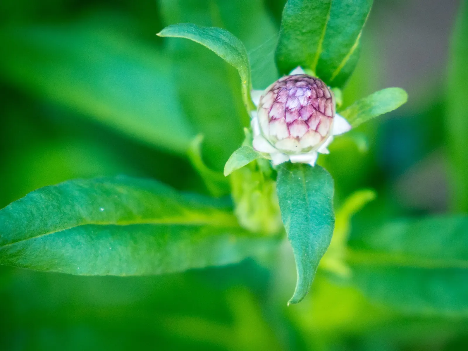 Annual Strawflower, Everlasting (Helichrysum Bracteatum) — Its drought tolerance and long-lasting flowers in shades of red; the Strawflower should, image 81