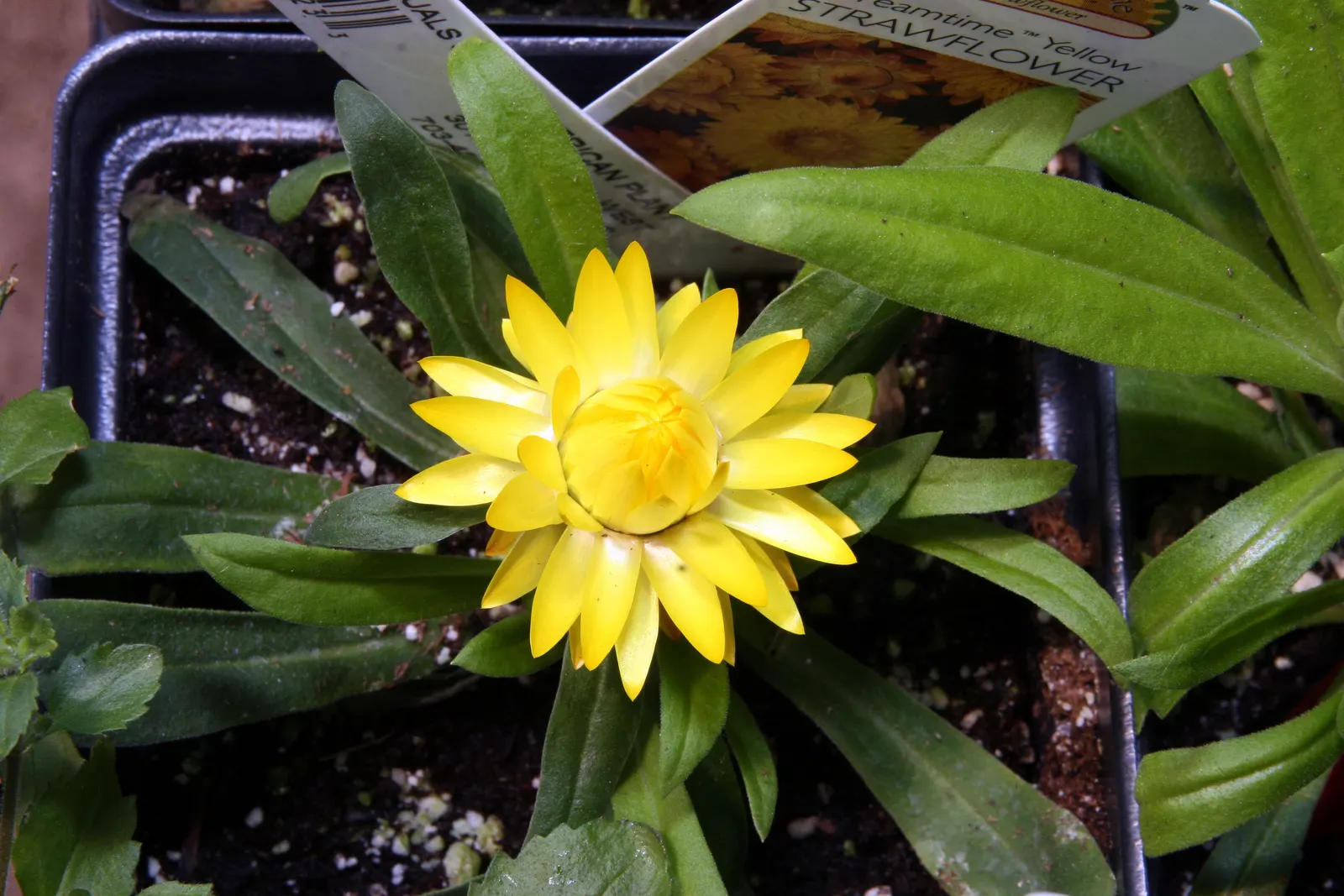 Annual Strawflower, Everlasting (Helichrysum Bracteatum) — from live garden vibrancy to everlasting dried arrangements