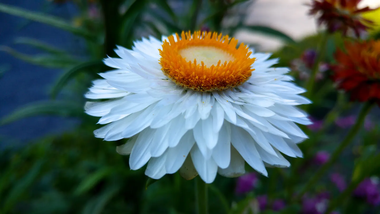 Annual Strawflower, Everlasting (Helichrysum Bracteatum) — providing a mid-level layer of visual interest within a bed or border