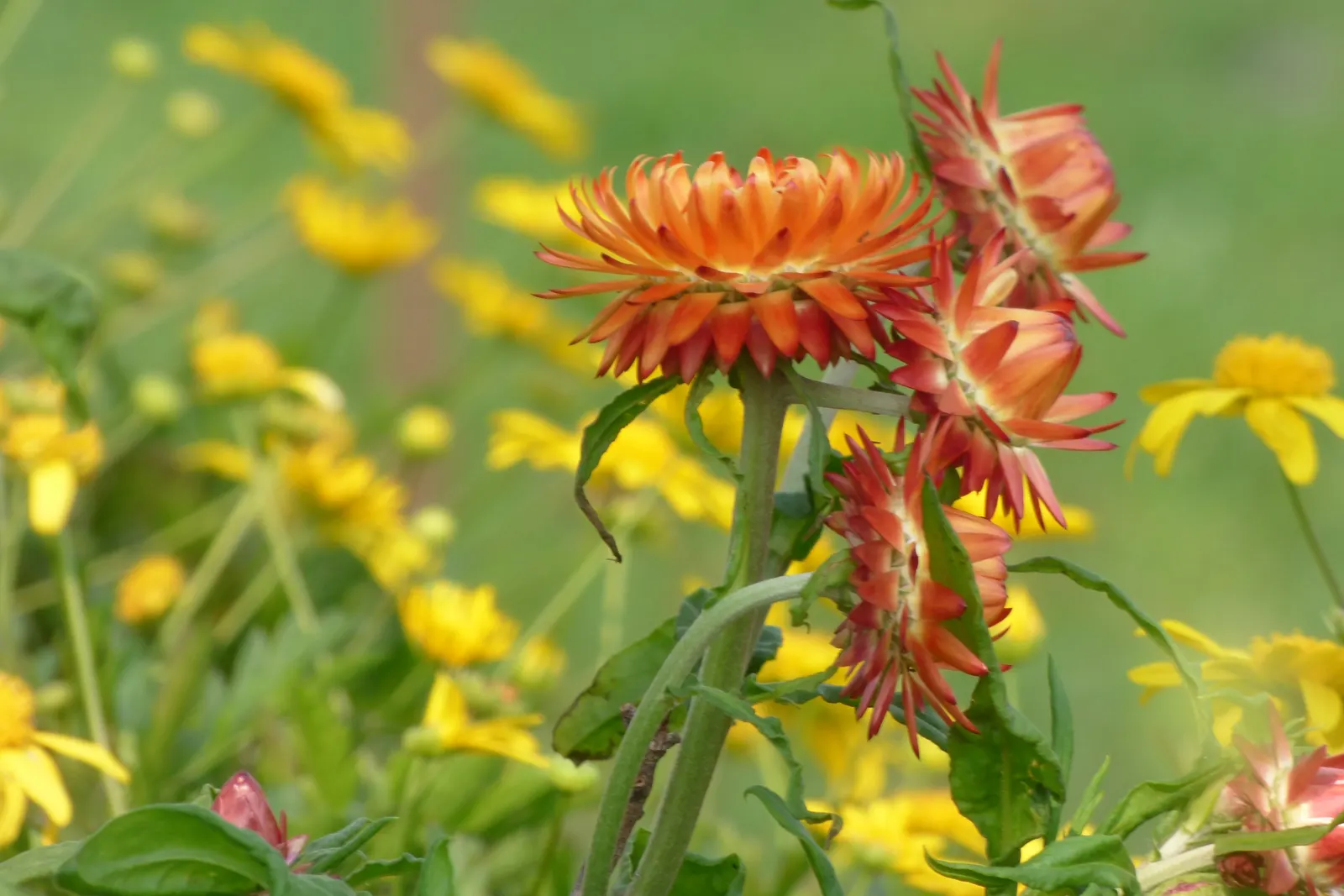 Annual Strawflower, Everlasting (Helichrysum Bracteatum) — making them a resilient choice for various landscape designs; the straw-like petals retain their