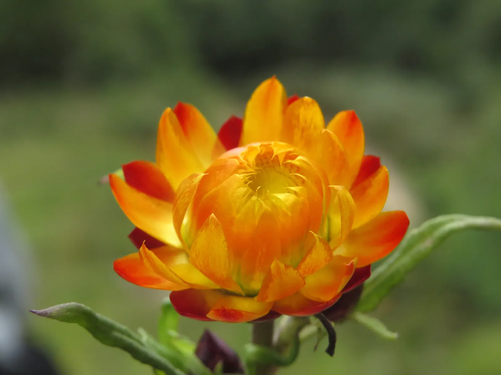 Annual Strawflower, Everlasting (Helichrysum Bracteatum) — making them an excellent choice for long-lasting floral arrangements.<br><br>Thriving in, image 63