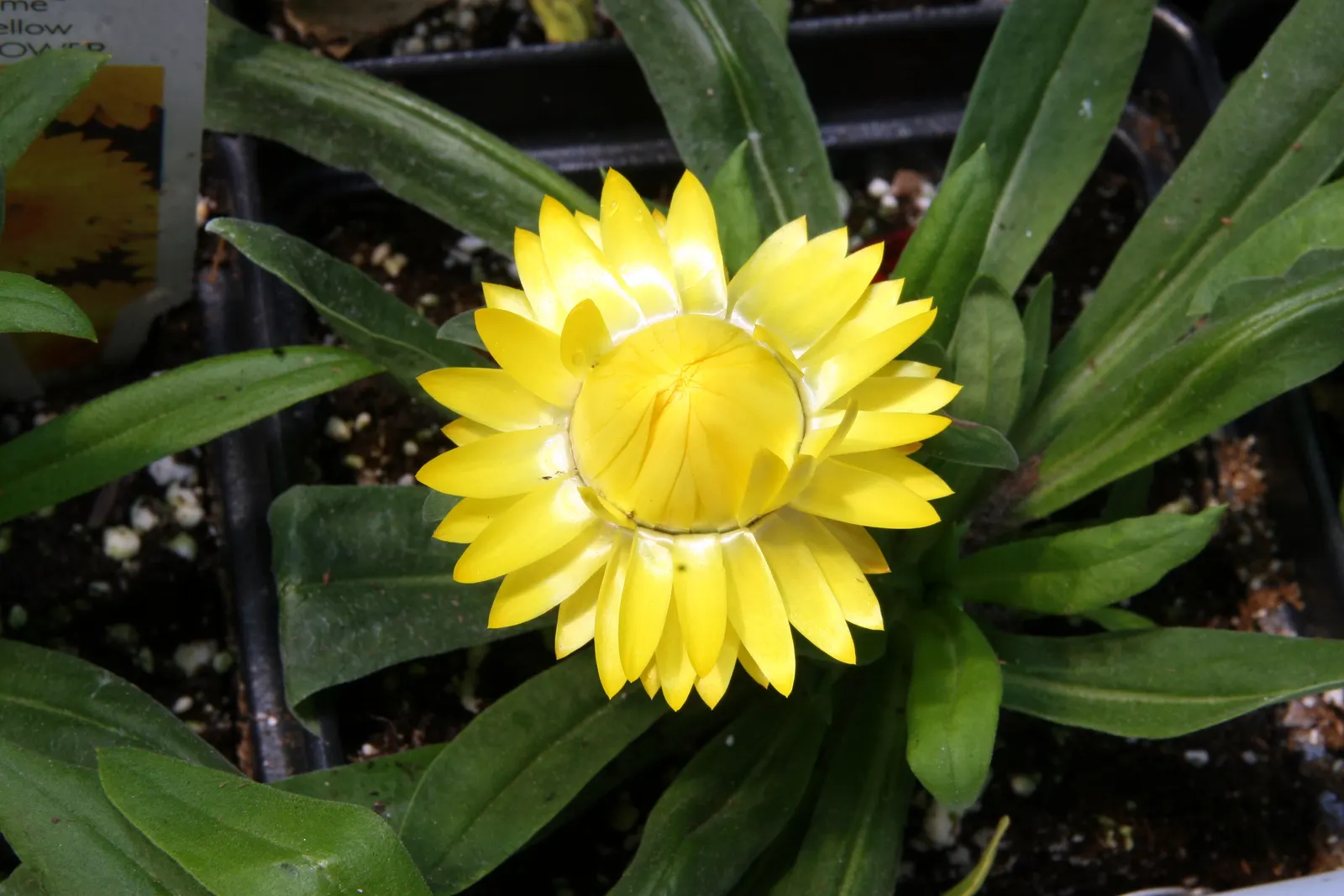 Annual Strawflower, Everlasting (Helichrysum Bracteatum) — Ideal for full sun, it thrives in well-drained soil, reaching heights of 2-3 feet; making them an