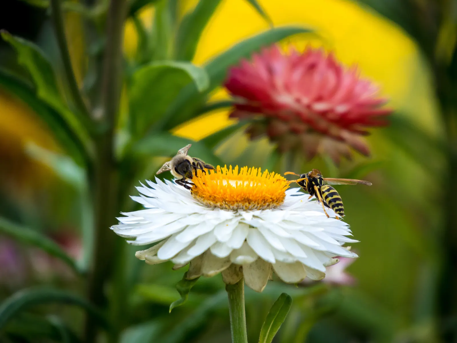 Annual Strawflower, Everlasting (Helichrysum Bracteatum) — they are suitable for both novice and experienced gardeners; is a vibrant and showy, image 72