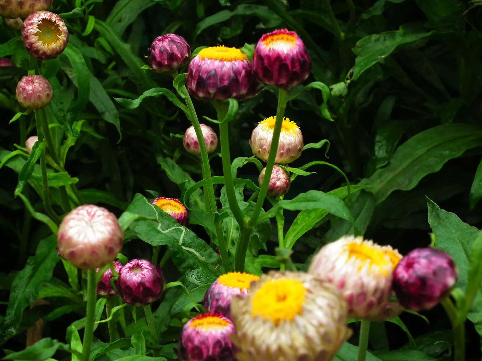 Annual Strawflower, Everlasting (Helichrysum Bracteatum) — Its drought tolerance and long-lasting flowers in shades of red; the Strawflower should, image 55