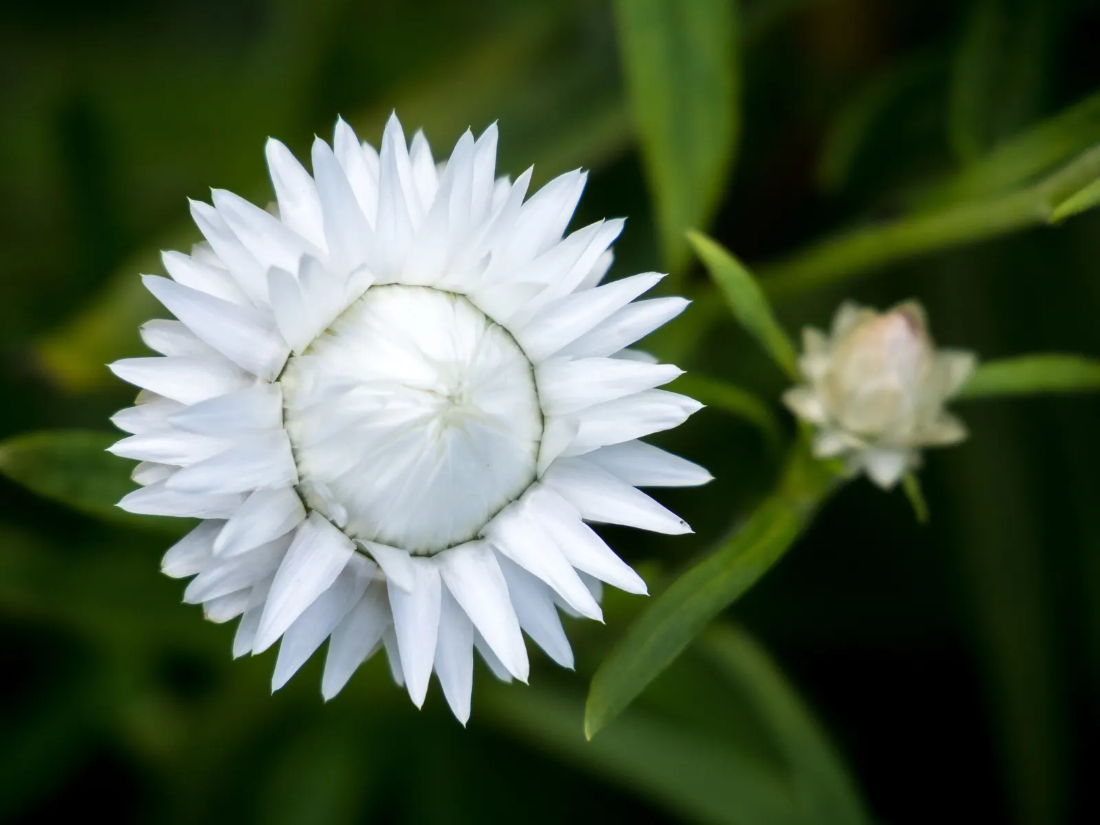 Annual Strawflower, Everlasting (Helichrysum Bracteatum) — commonly known as the Annual Strawflower or Everlasting