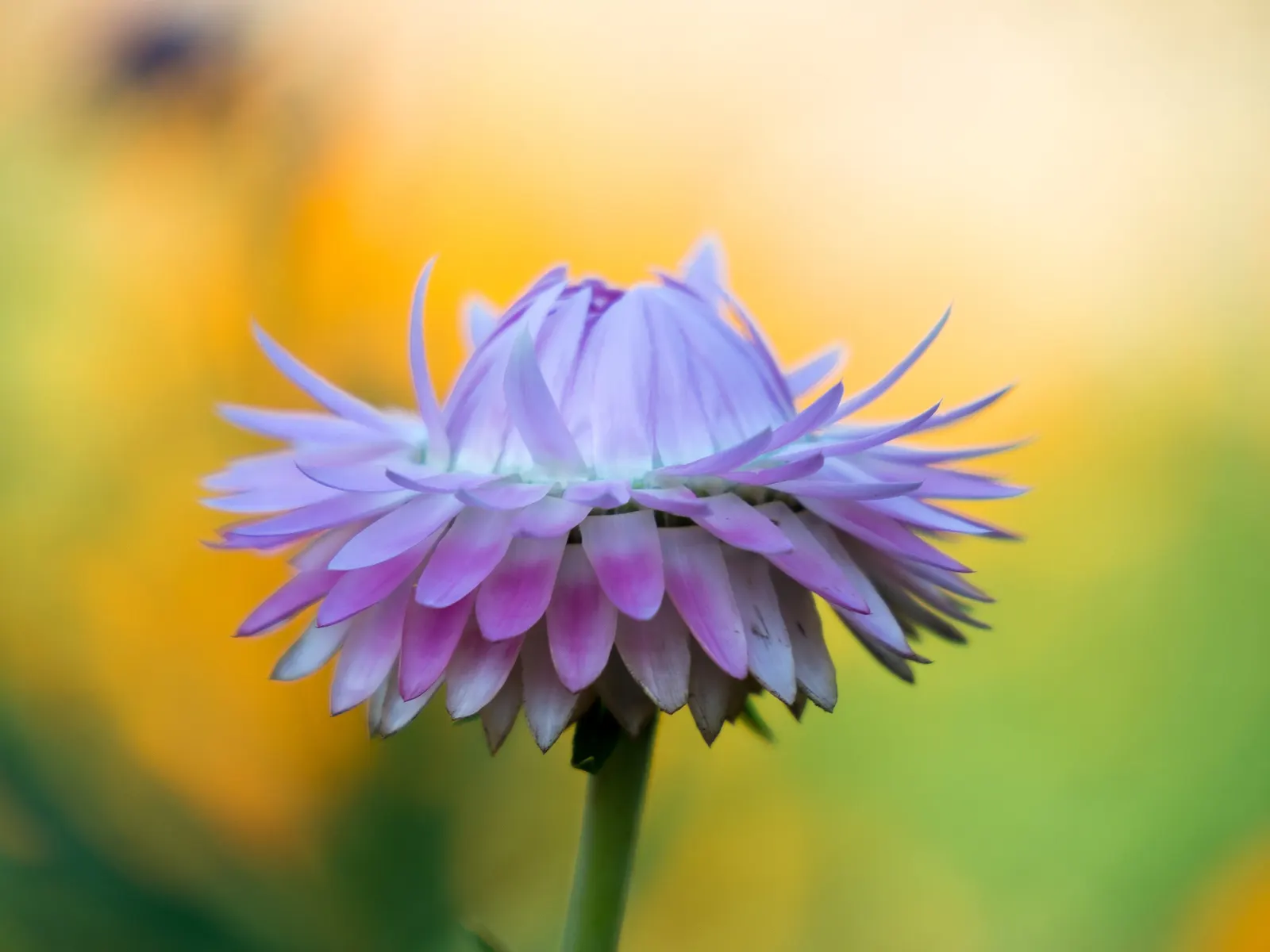 Annual Strawflower, Everlasting (Helichrysum Bracteatum) — multi-colored and yellow flowers in the garden