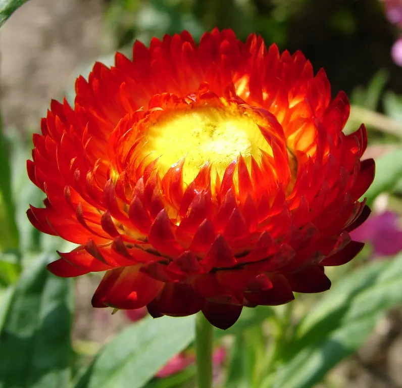 Annual Strawflower, Everlasting (Helichrysum Bracteatum) — be sure to accent the ease of use and the multi-faceted benefits of the Strawflower; these plants