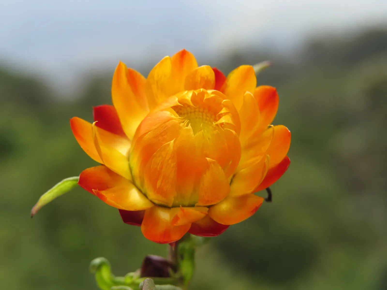 Annual Strawflower, Everlasting (Helichrysum Bracteatum) — offering a prolonged display of cheerfulness.<br><br>For optimal growth; strawflowers, image 95