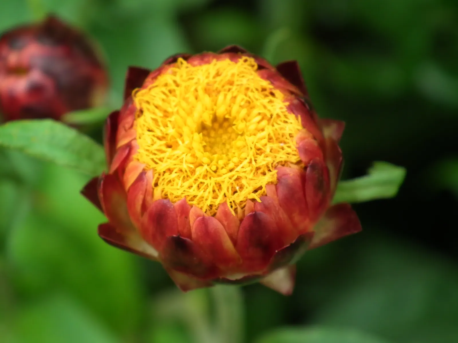 Annual Strawflower, Everlasting (Helichrysum Bracteatum) — they are suitable for both novice and experienced gardeners; is a vibrant and showy plant that adds