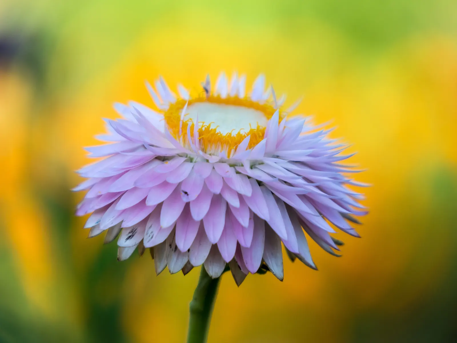 Annual Strawflower, Everlasting (Helichrysum Bracteatum) — the Strawflower should be planted in zones 8 to 11; given their hardiness and low, image 96