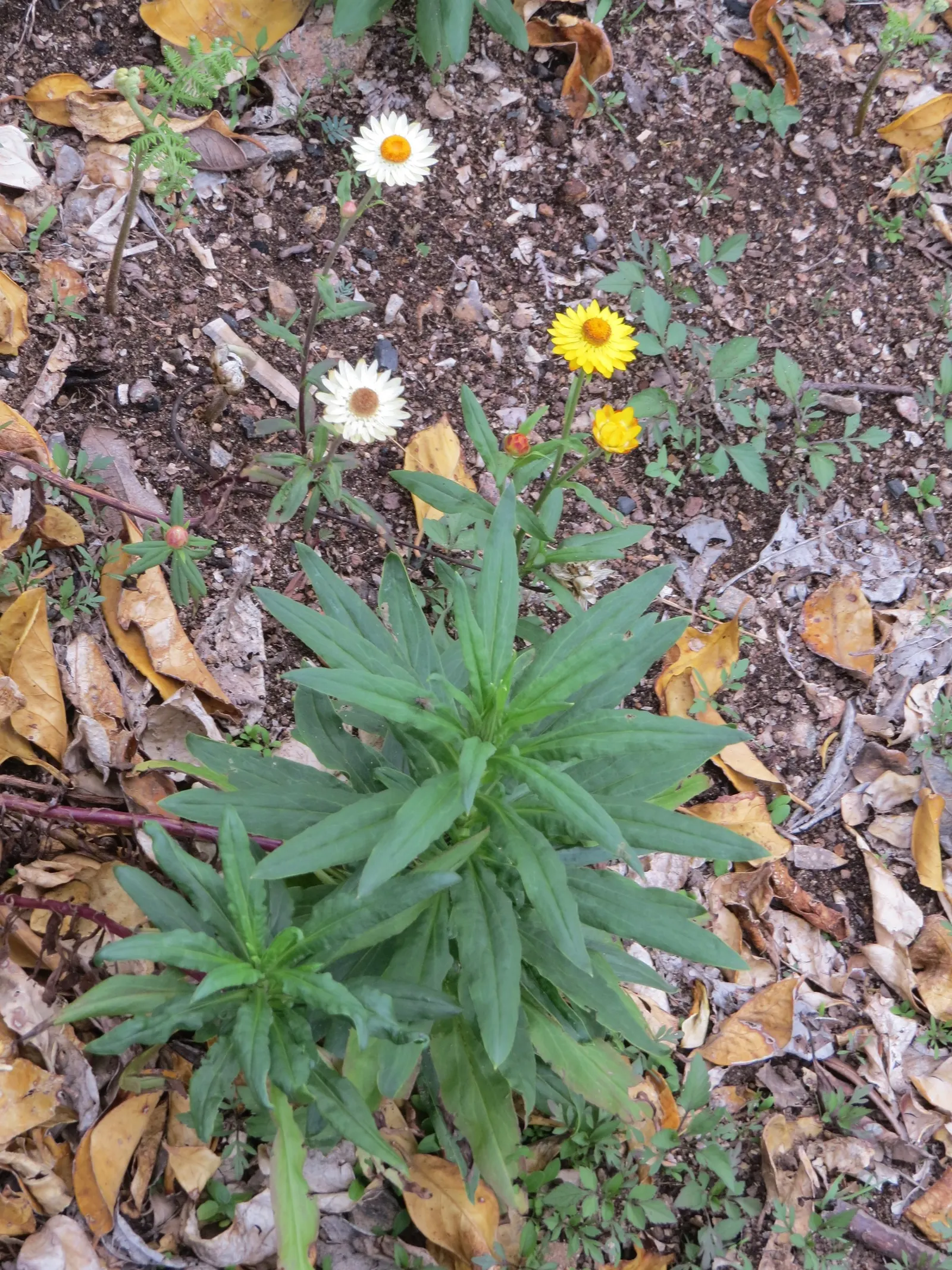 Annual Strawflower, Everlasting (Helichrysum Bracteatum) — making them an excellent choice for long-lasting floral arrangements.<br><br>Thriving in full sun