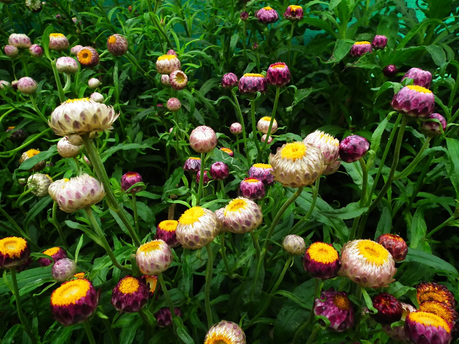 Annual Strawflower, Everlasting (Helichrysum Bracteatum) — making them an excellent choice for long-lasting floral arrangements.<br><br>Thriving in, image 89
