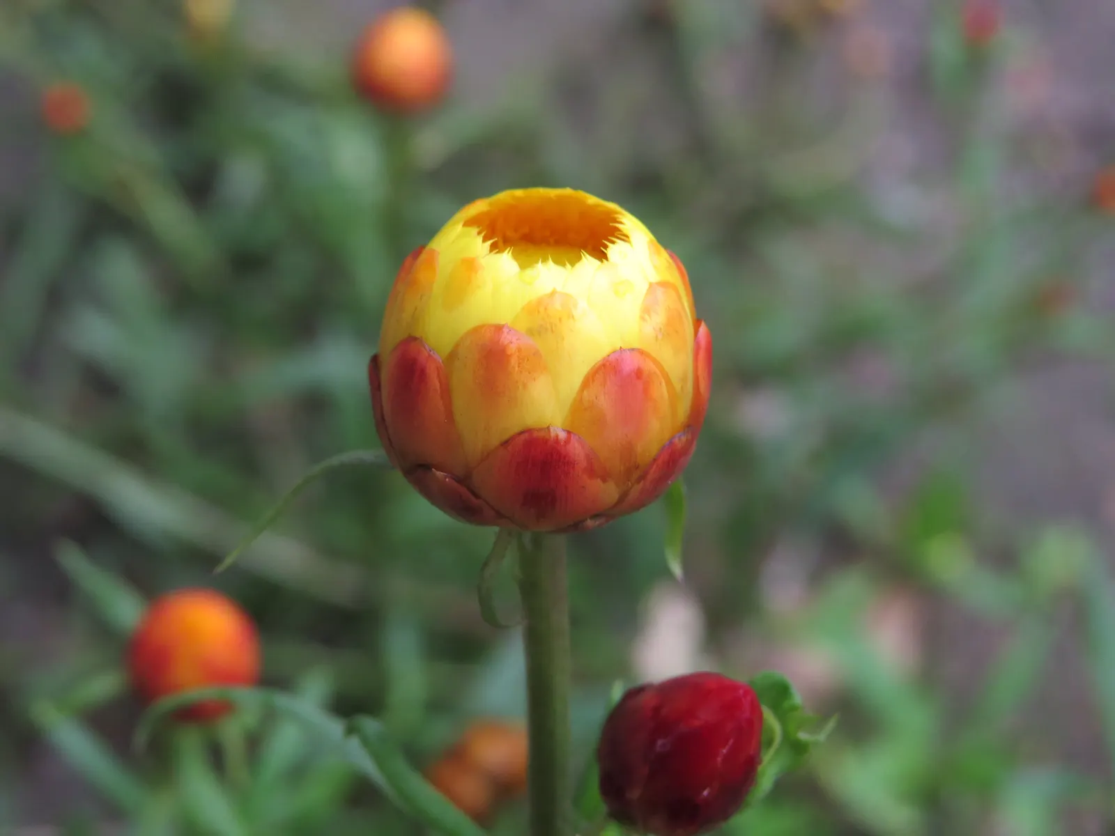 Annual Strawflower, Everlasting (Helichrysum Bracteatum) — making them a resilient choice for various landscape designs; the straw-like petals, image 91