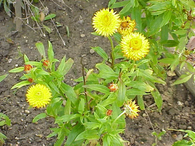 Annual Strawflower, Everlasting (Helichrysum Bracteatum) — annual for full or half
