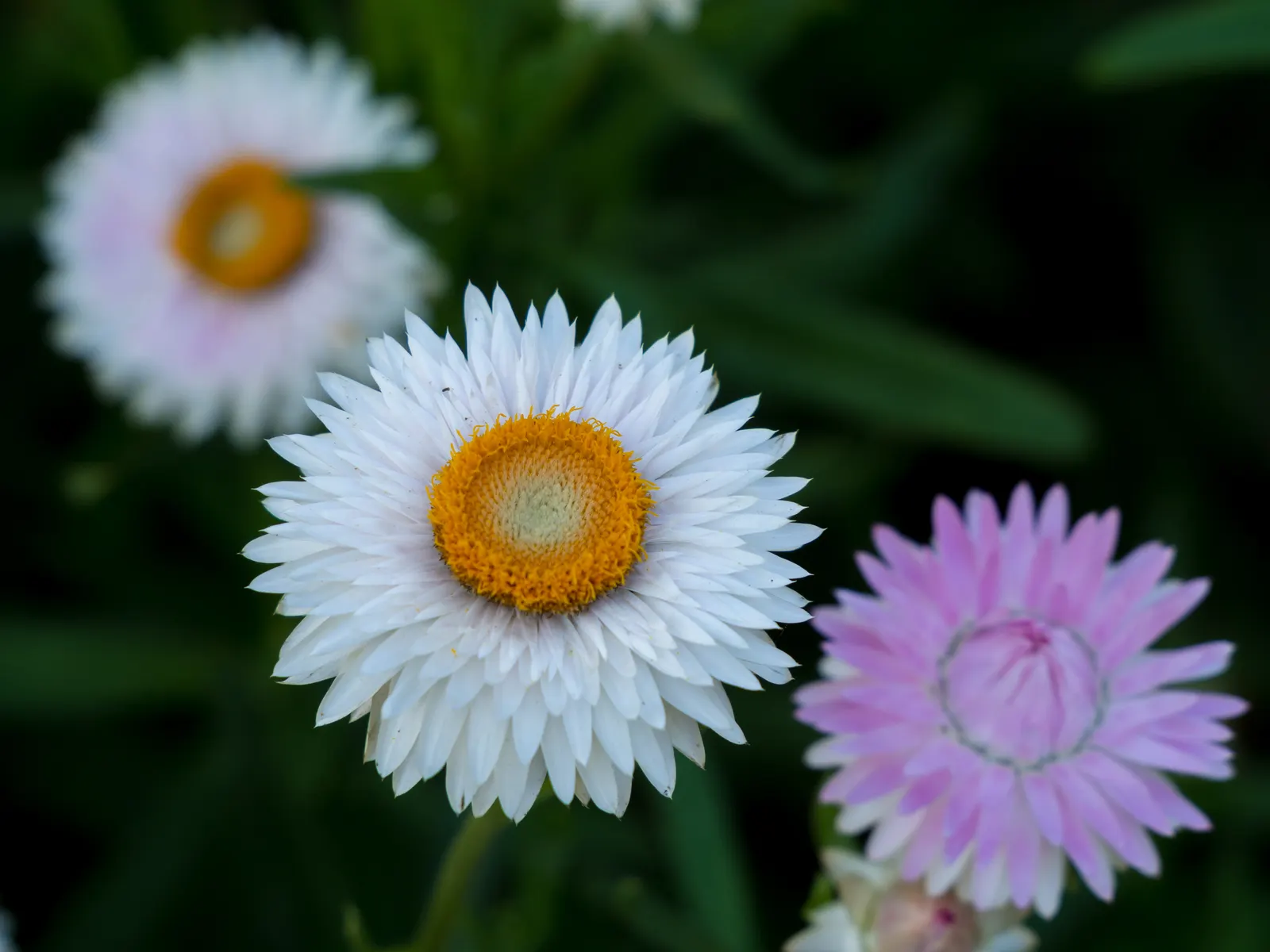 Annual Strawflower, Everlasting (Helichrysum Bracteatum) — be sure to accent the ease of use and the multi-faceted benefits of the Strawflower, image 73