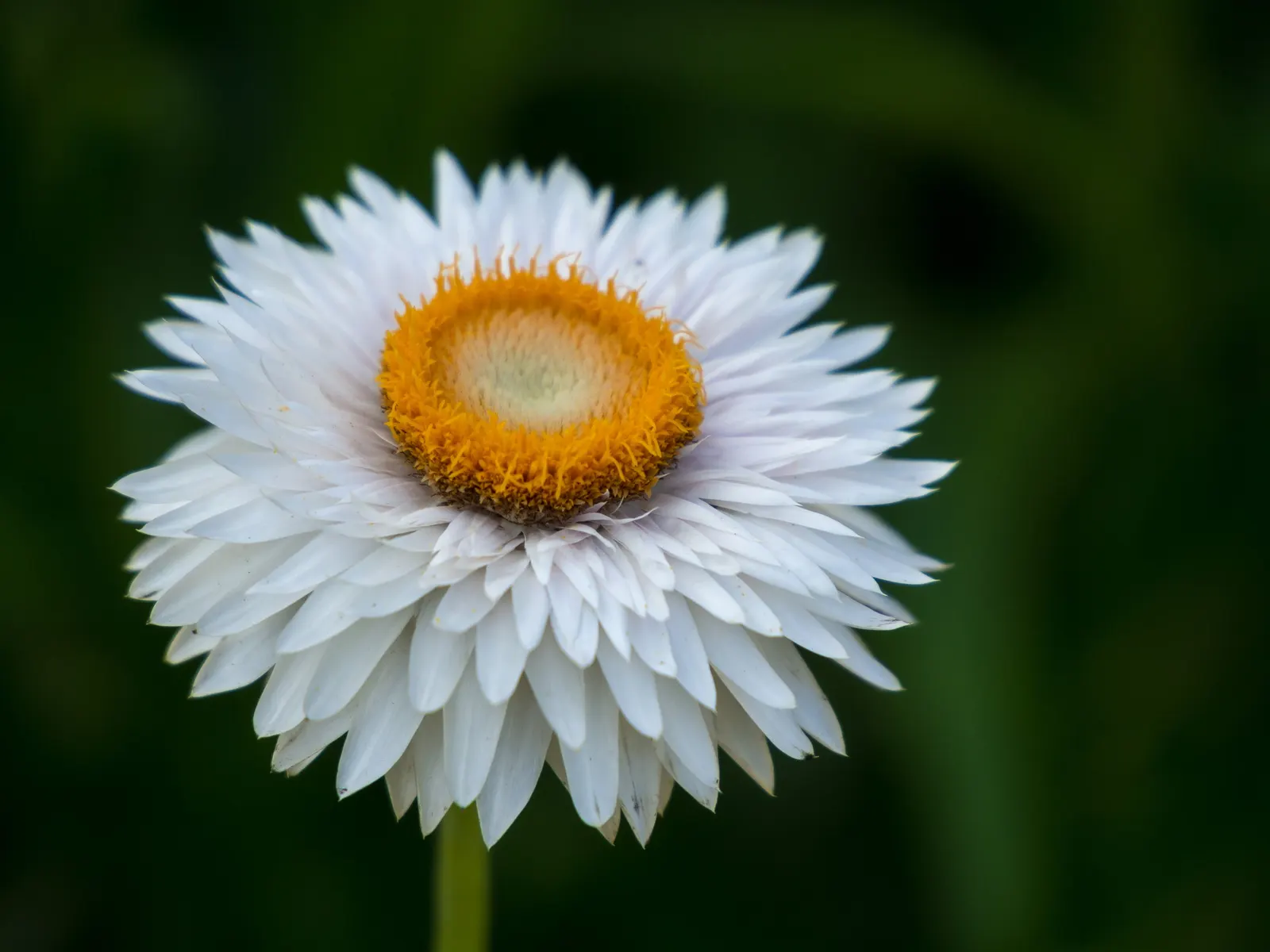 Annual Strawflower, Everlasting (Helichrysum Bracteatum) — Strawflowers prefer well-draining soil and can tolerate drought; its drought tolerance, image 64