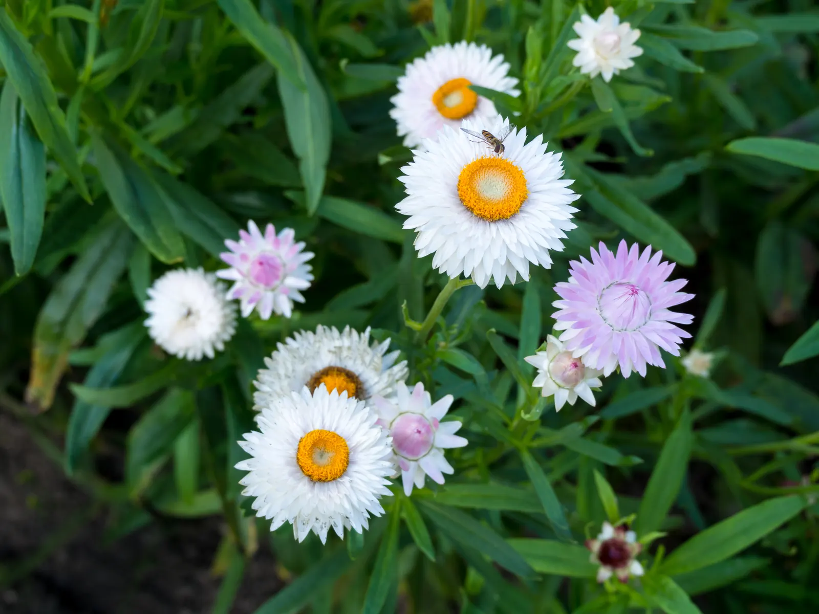 Annual Strawflower, Everlasting (Helichrysum Bracteatum) — daisy-like blooms that come in an array of hues such as yellow; this annual is, image 61